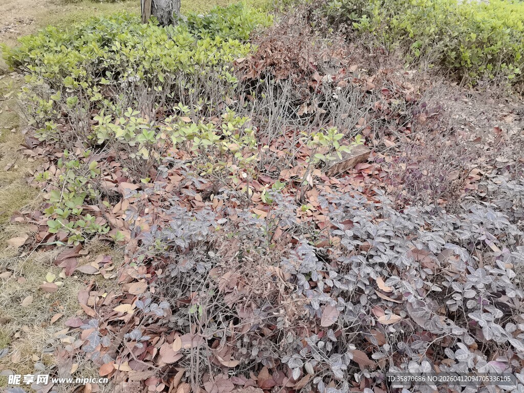 多彩植物景观