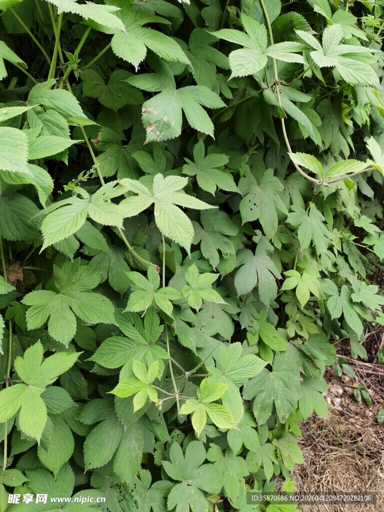 翠绿繁茂的爬藤植物