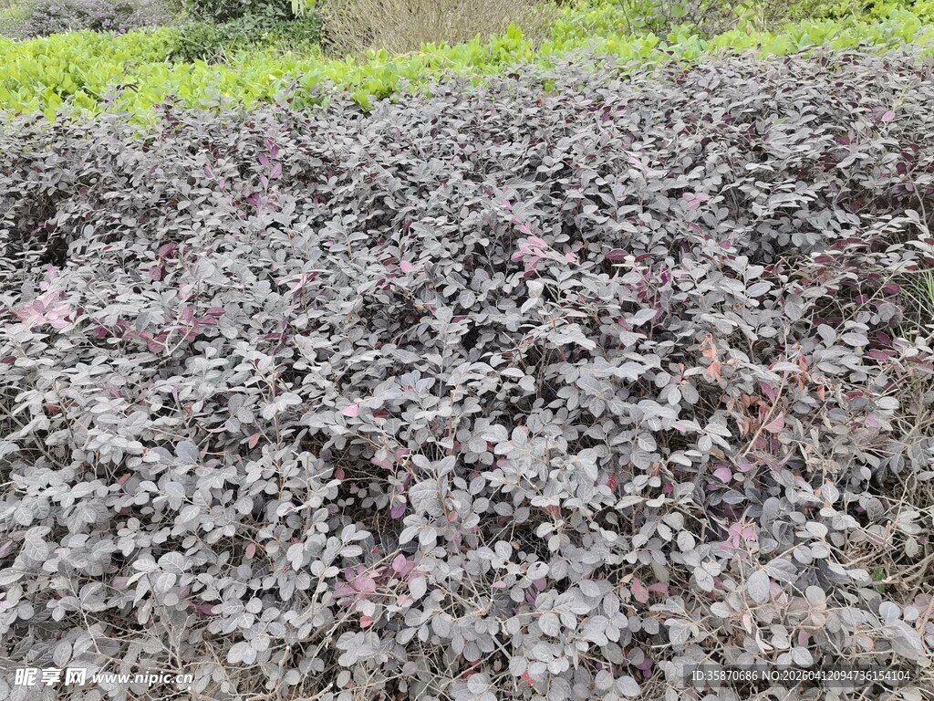 紫叶植物景观