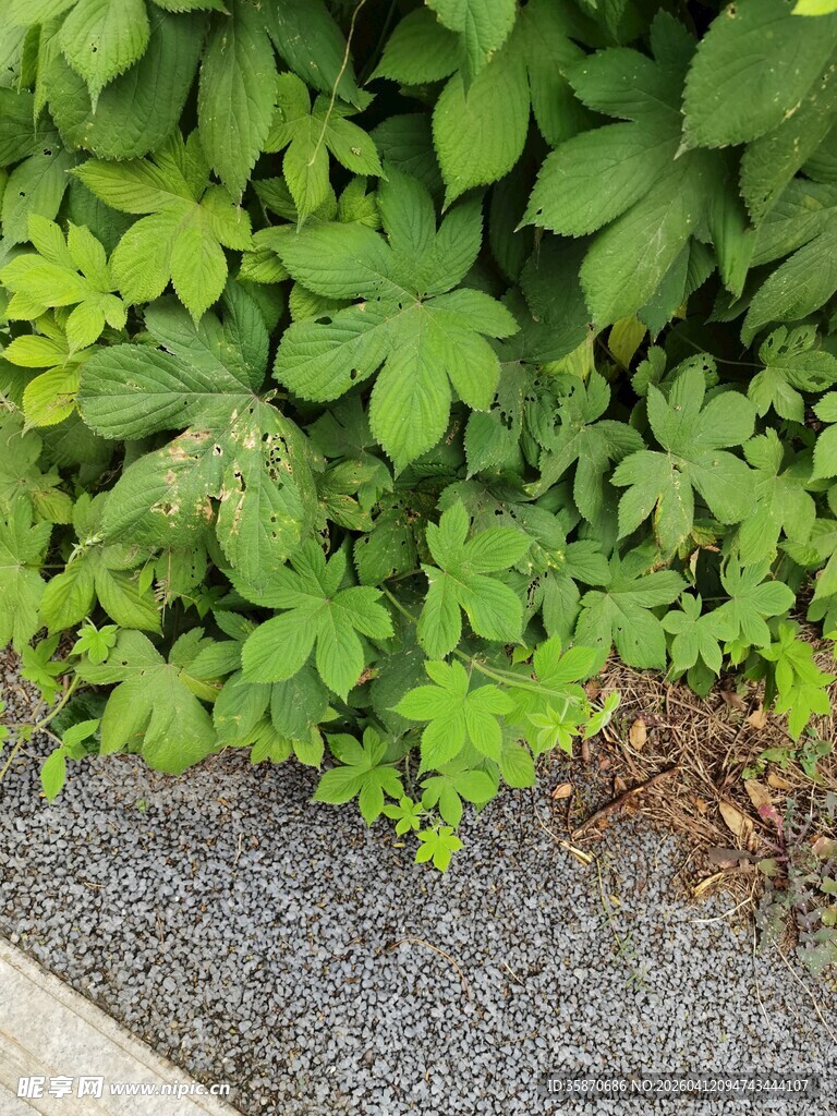 绿叶与碎石的自然景致
