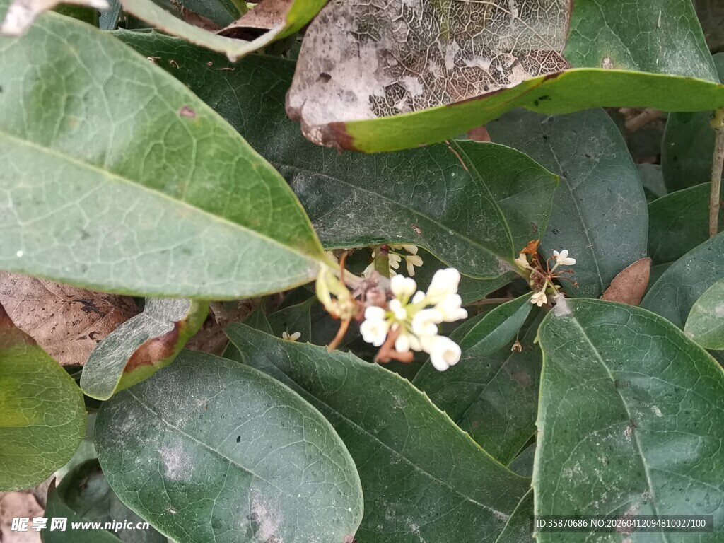绿叶间绽放的白色小花