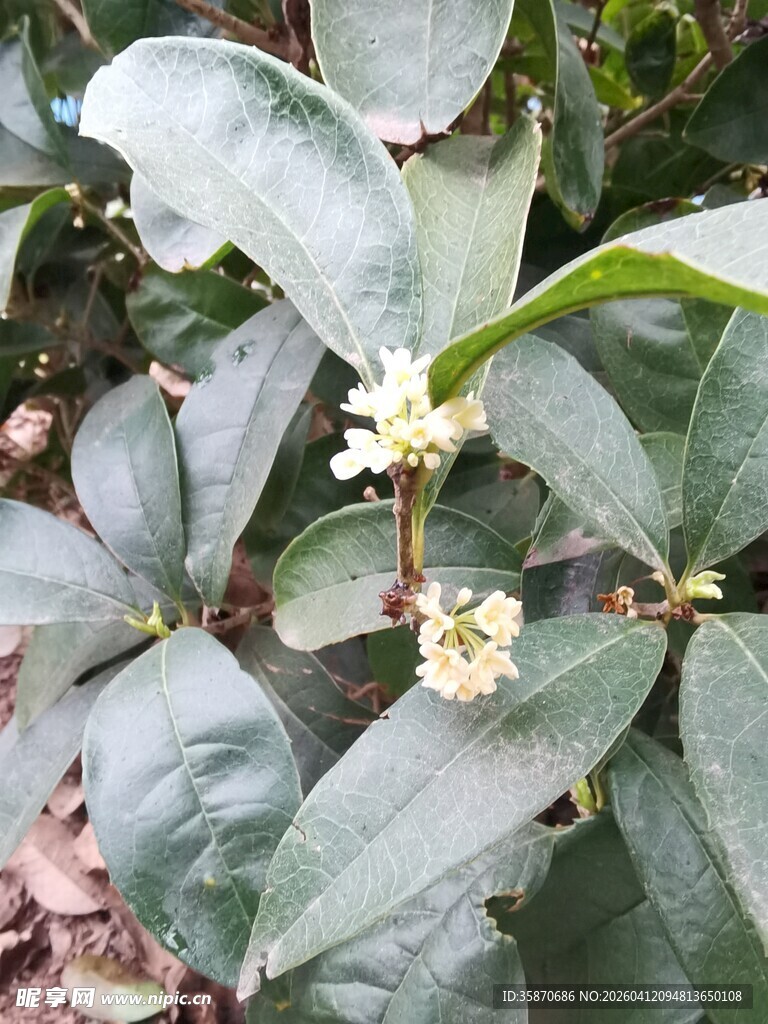 绿叶间绽放的素雅小花