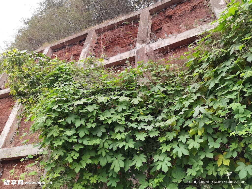 爬满绿植的古老砖墙