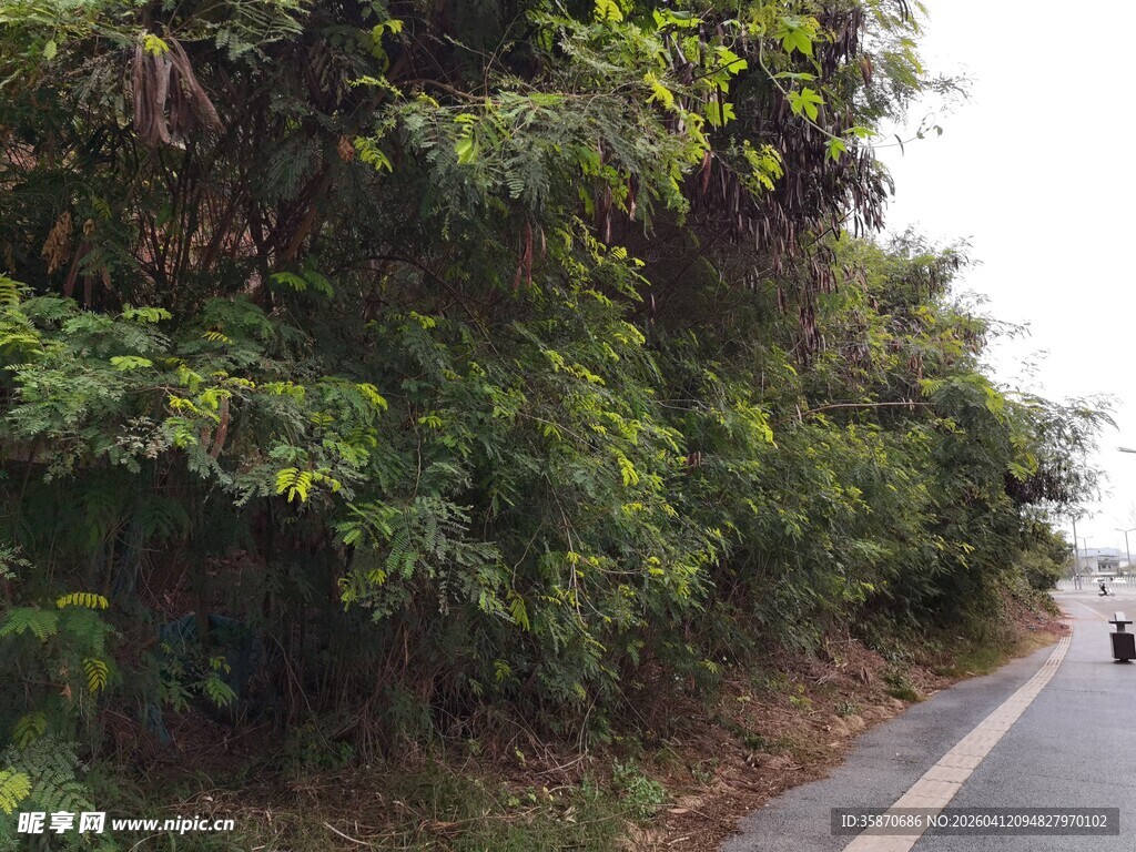 路边葱郁绿植风景