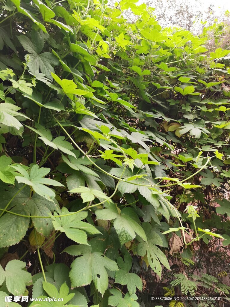 翠绿藤蔓植物覆盖墙面