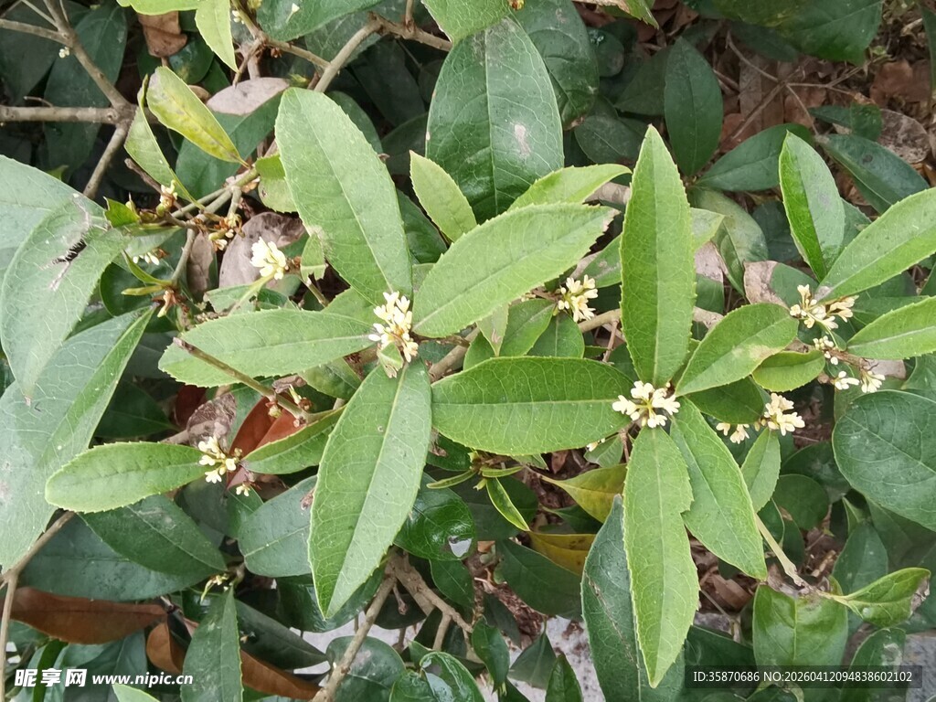 绿叶间的小花绽放