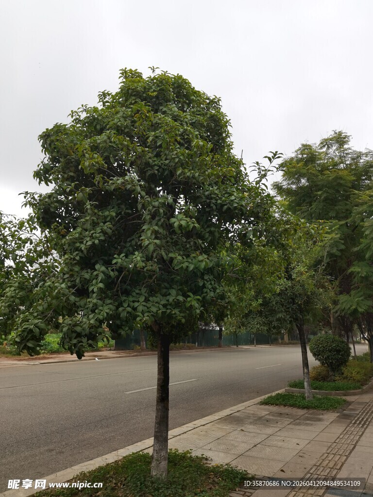 路边绿树成荫的街道景象