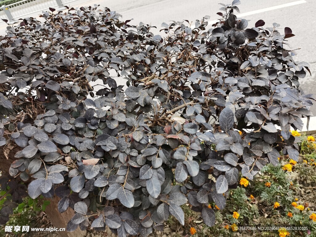 深紫色叶片植物景观