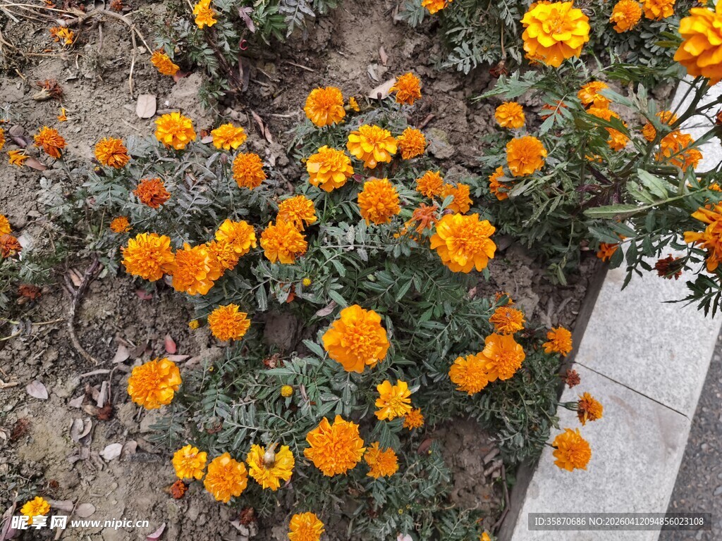 路边绽放的橙色小花朵