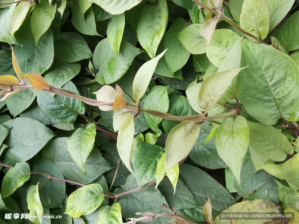翠绿繁茂的植物叶片