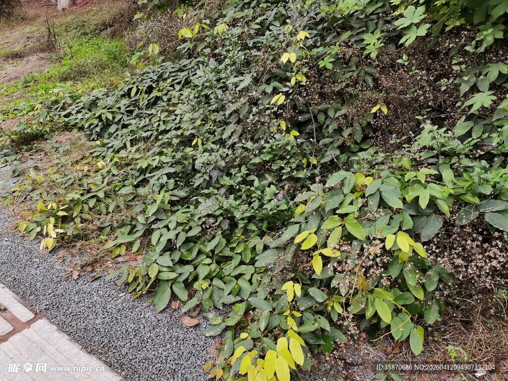 路边繁茂的绿色藤蔓植物
