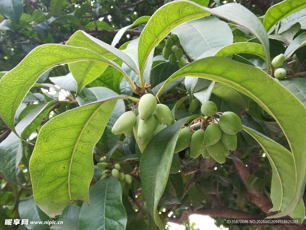 绿叶间的枇杷果实