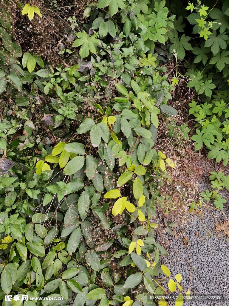 路边繁茂的绿色植物