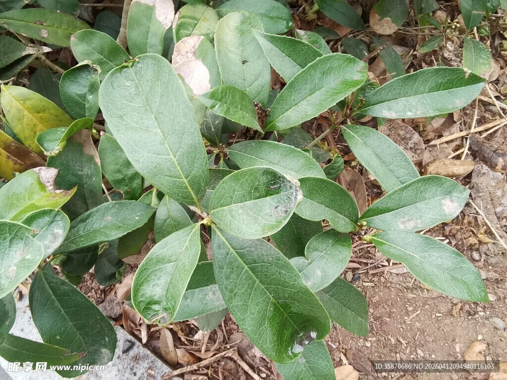 绿叶植物特写