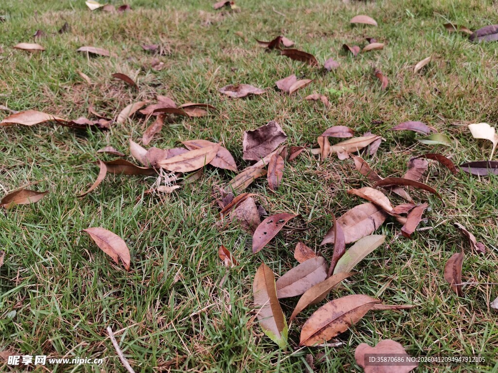 草地上的散落枯叶