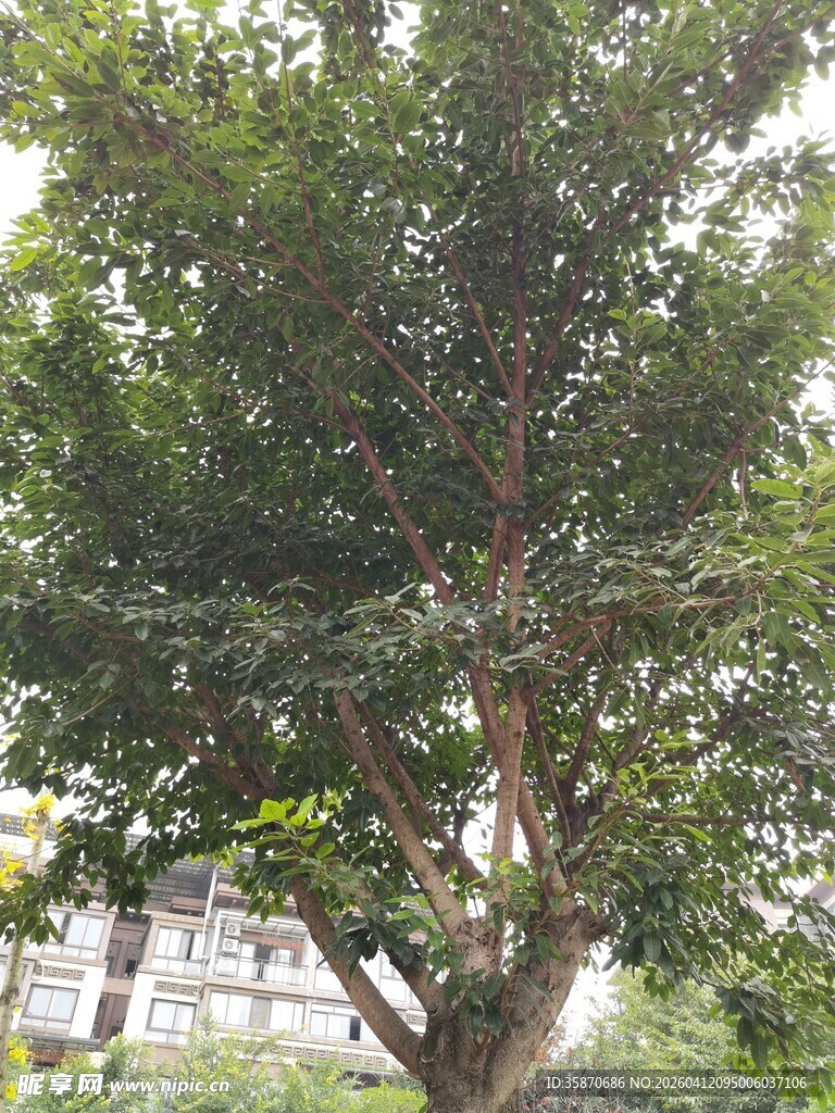 茂盛绿树展现自然之美