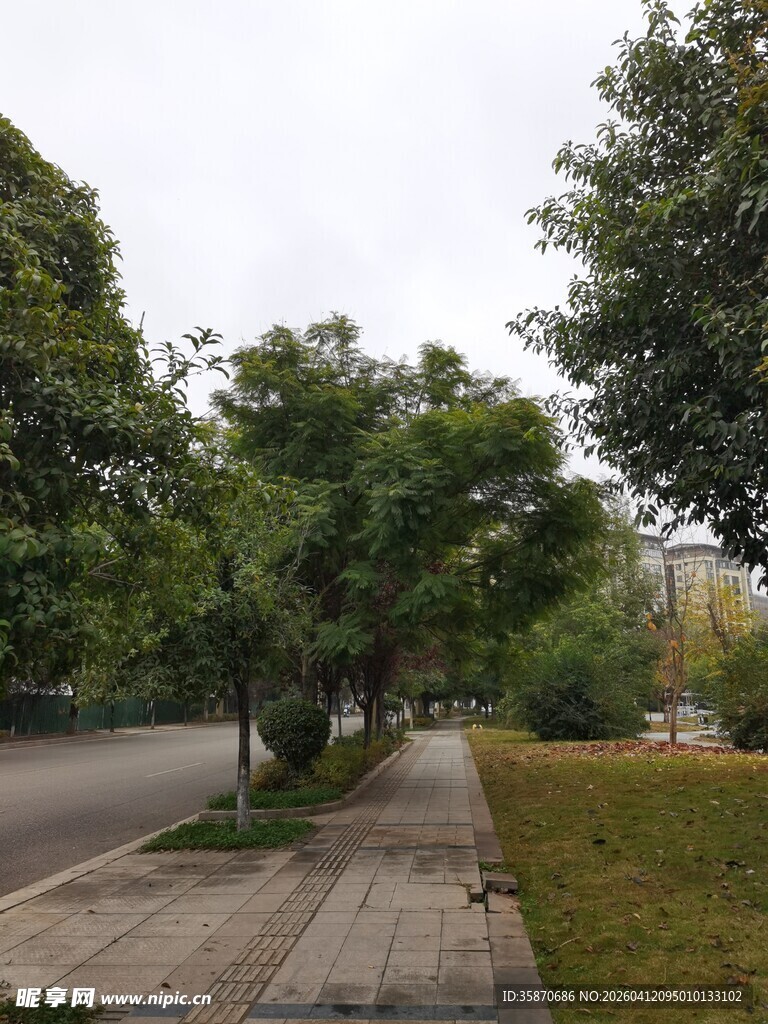 城市林荫人行道风景