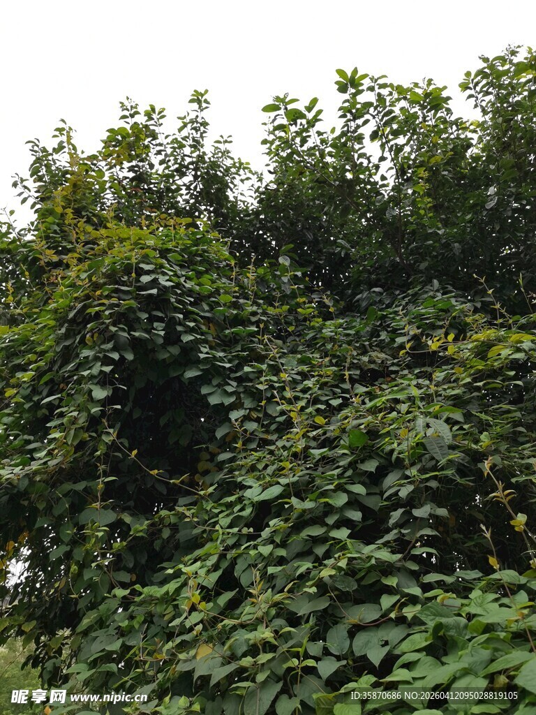 繁茂绿植景观