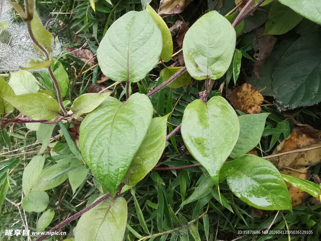 心形绿叶植物特写