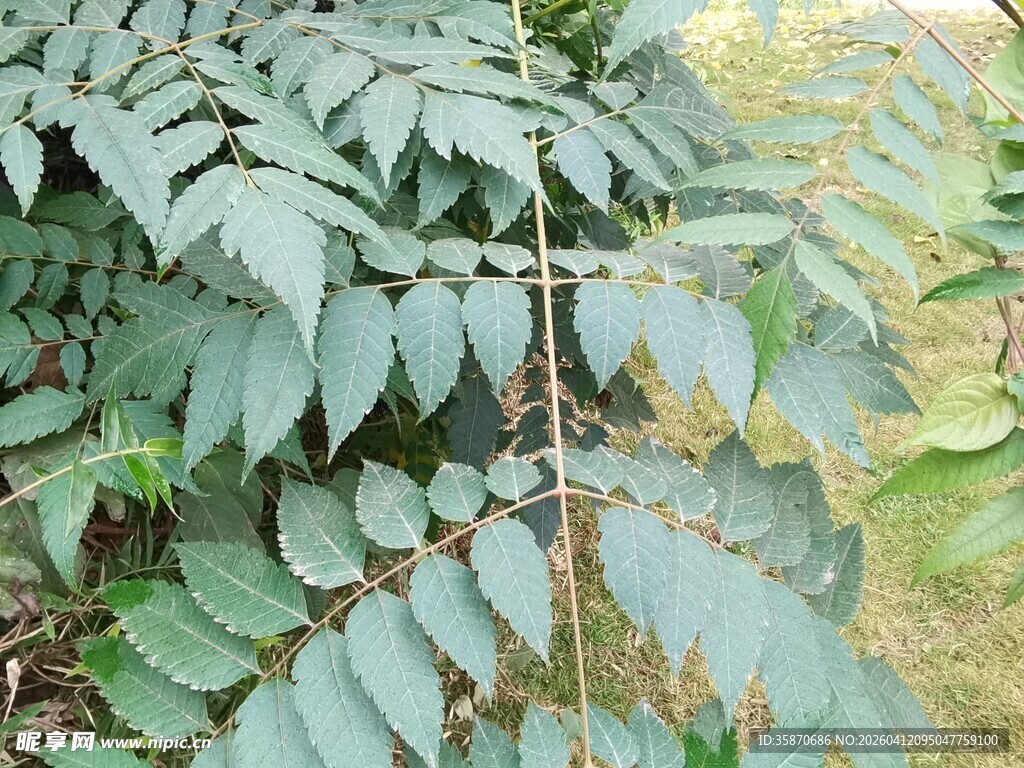 羽状复叶植物特写