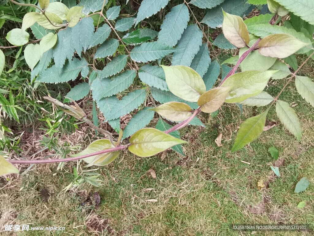 多彩叶片与草地景象