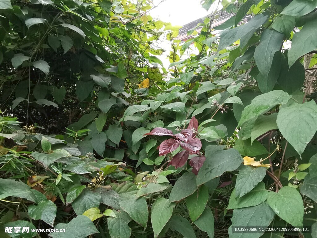 繁茂绿植中的艳丽花朵