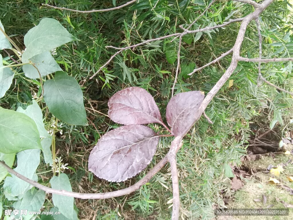 绿叶间的紫色叶片植物