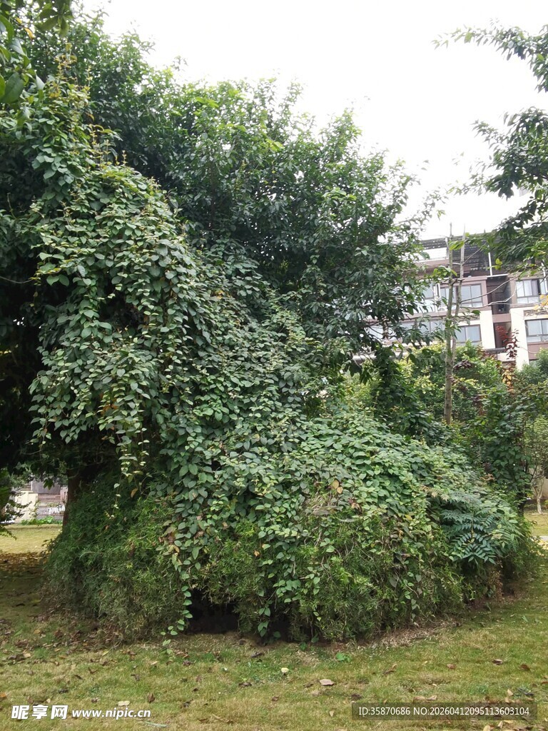 繁茂绿植覆盖下的景象