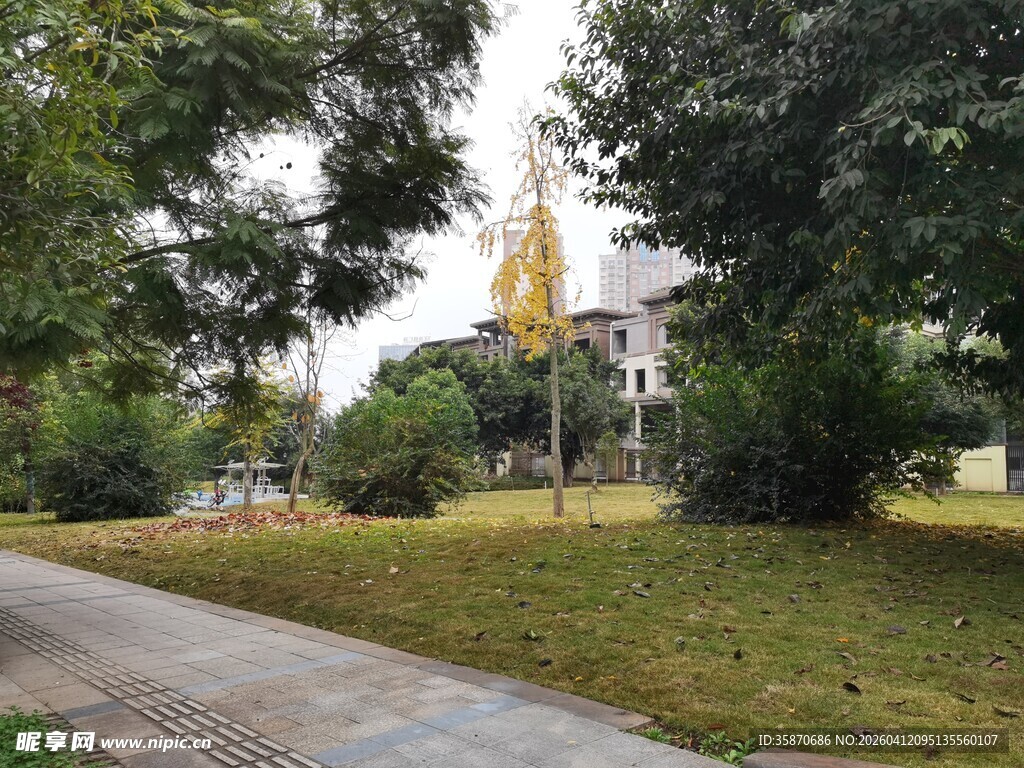 林间小径旁的清新景致