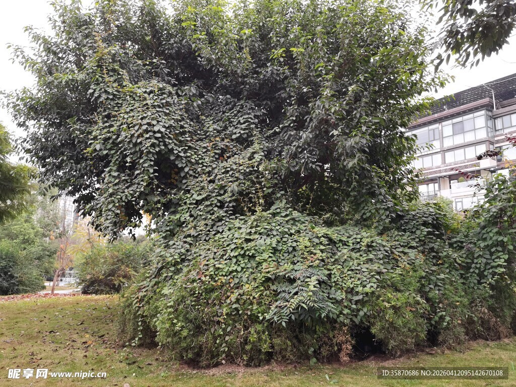 繁茂绿植环绕的建筑一角