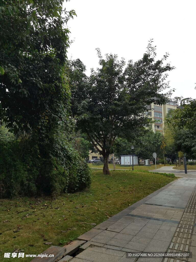 城市中的林荫步道