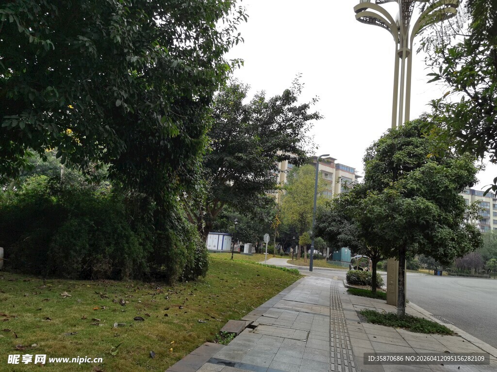 城市林荫小道风景