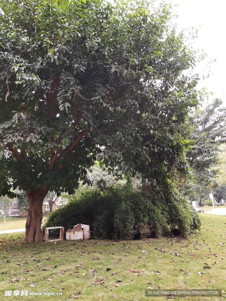 树下休憩场景