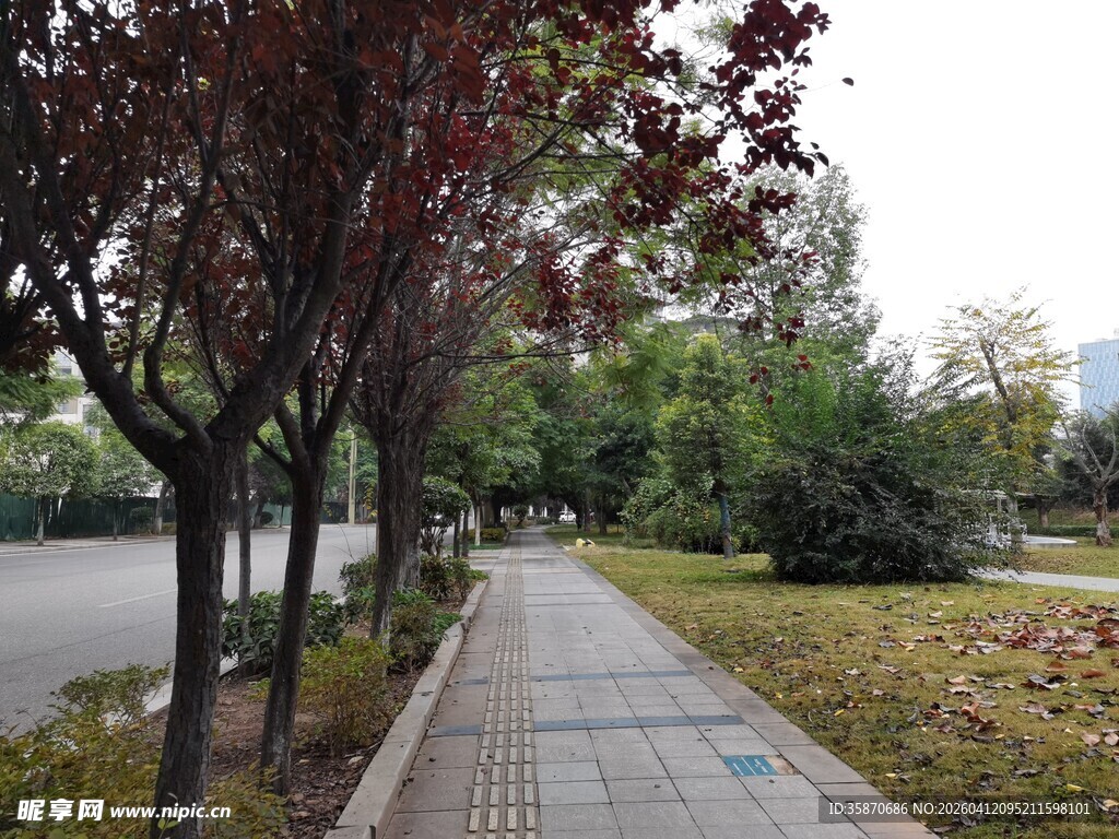 城市林荫步道景观