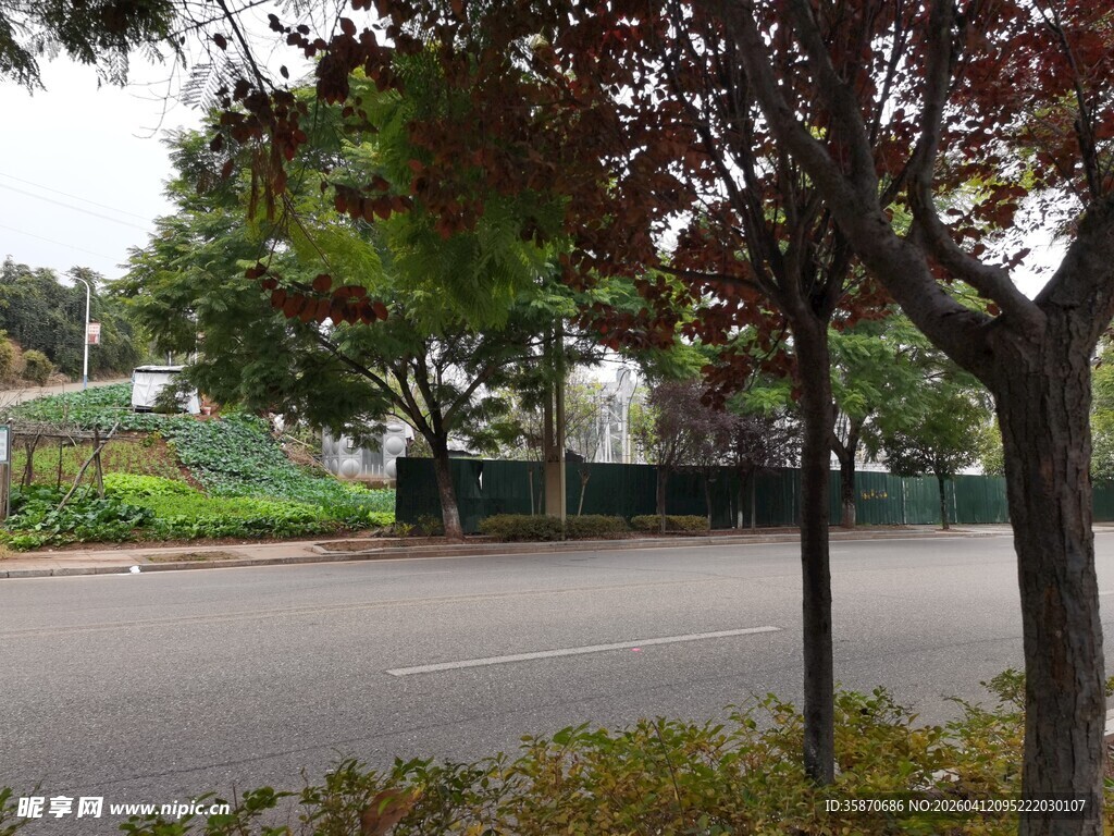 城市街边绿树繁茂景象