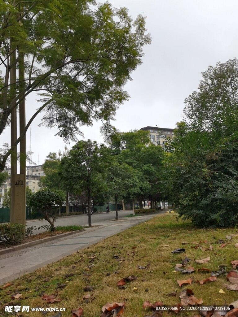 秋日林荫道落叶铺就美景