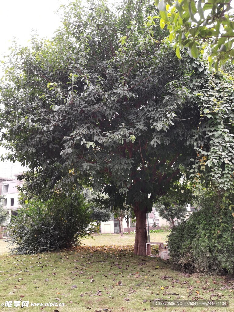 户外葱郁大树及周边绿植