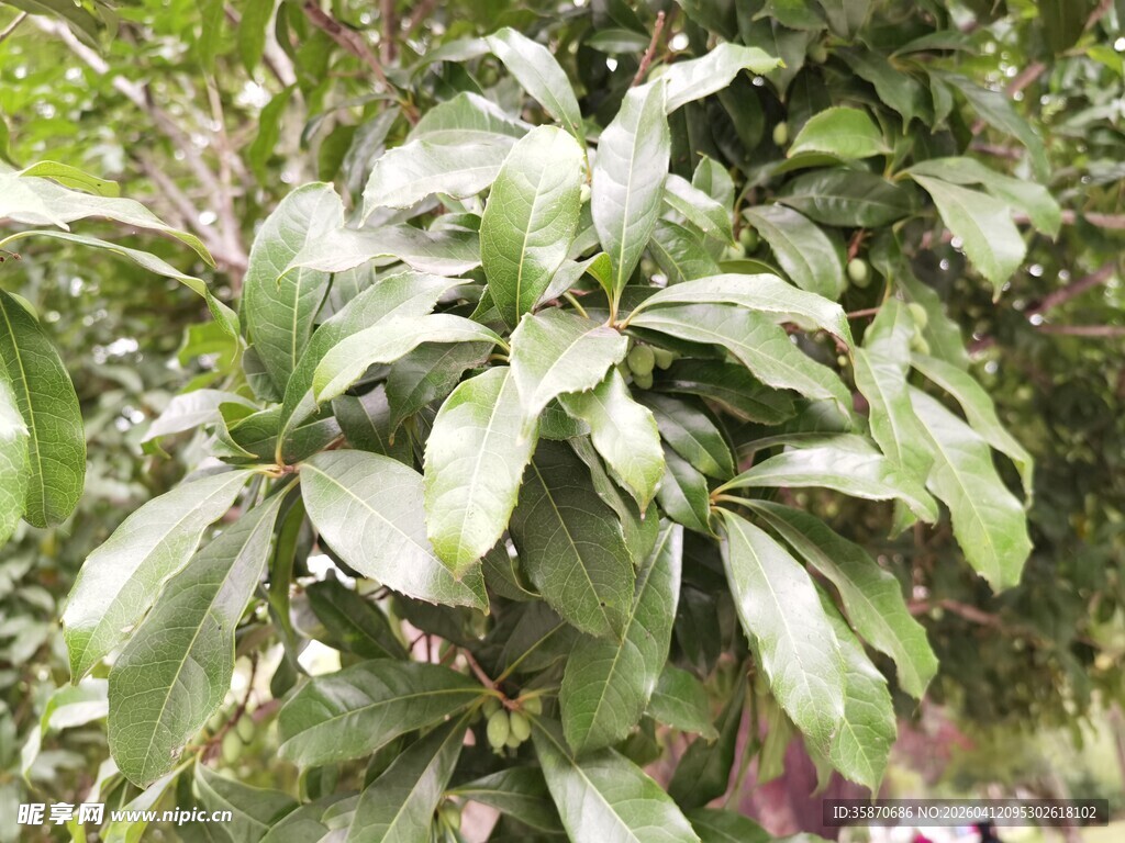 绿叶繁茂的植物景观