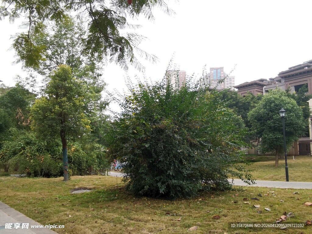 公园中的葱郁绿植景观