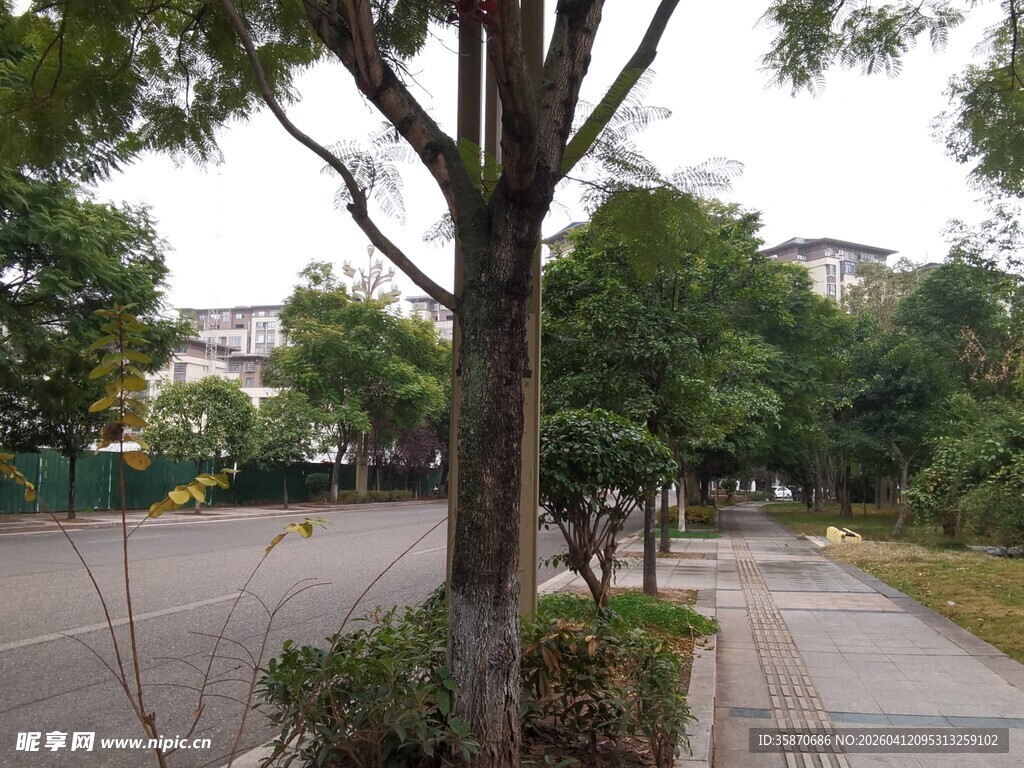城市街边绿树与步道景观