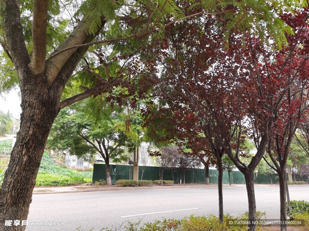路边绿树与红叶树景致