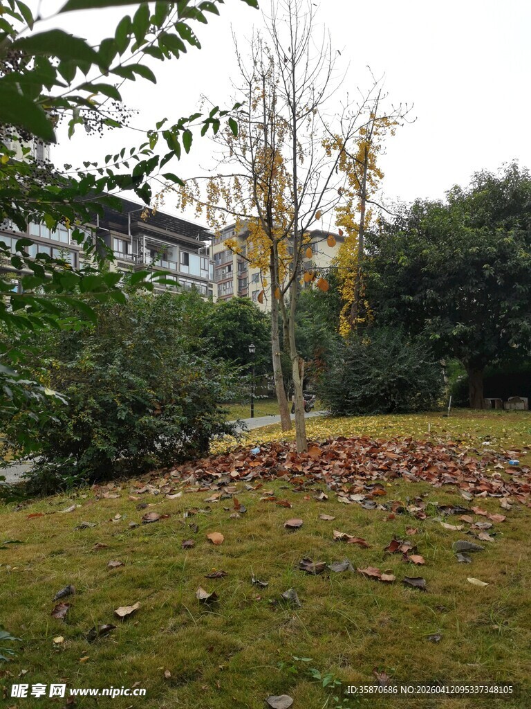 秋日草地落叶与树木景致
