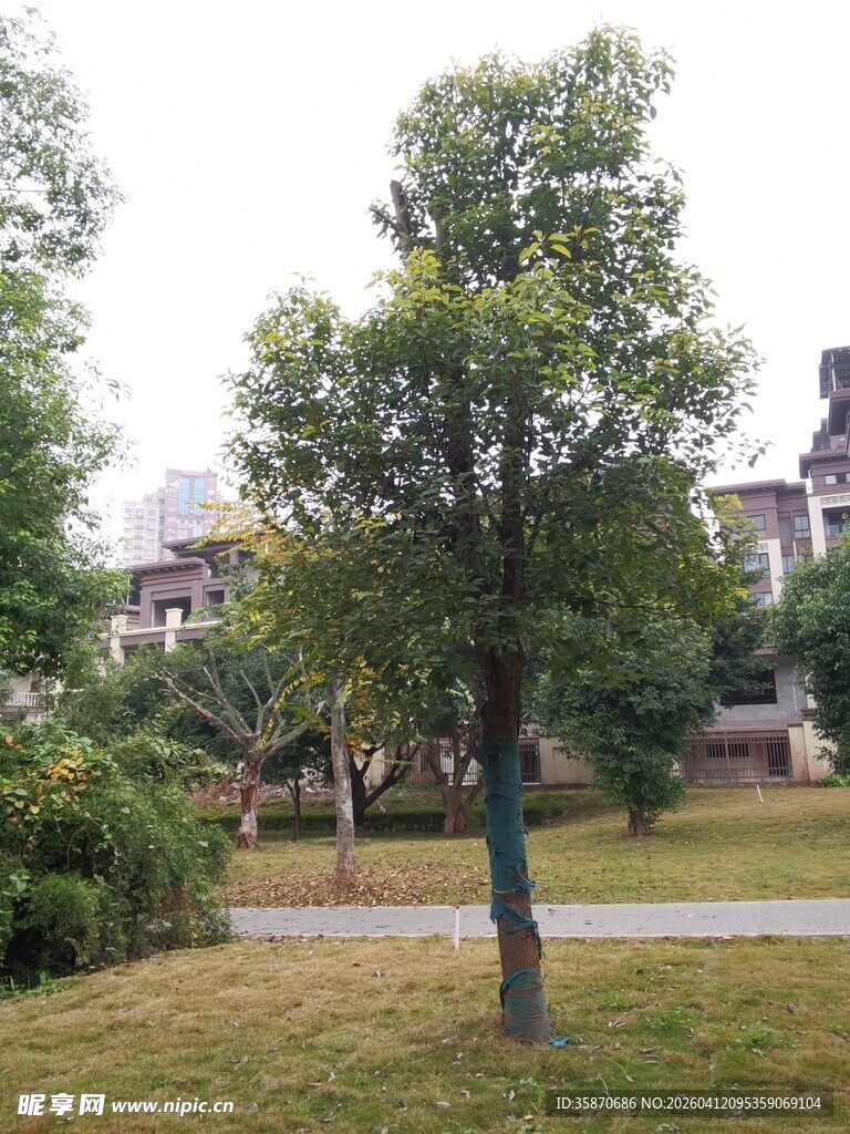 公园中一棵挺拔的绿树