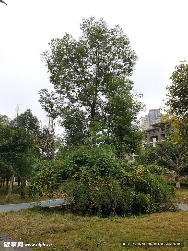 庭院绿意景观