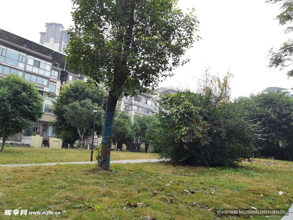 校园中的绿树与草地
