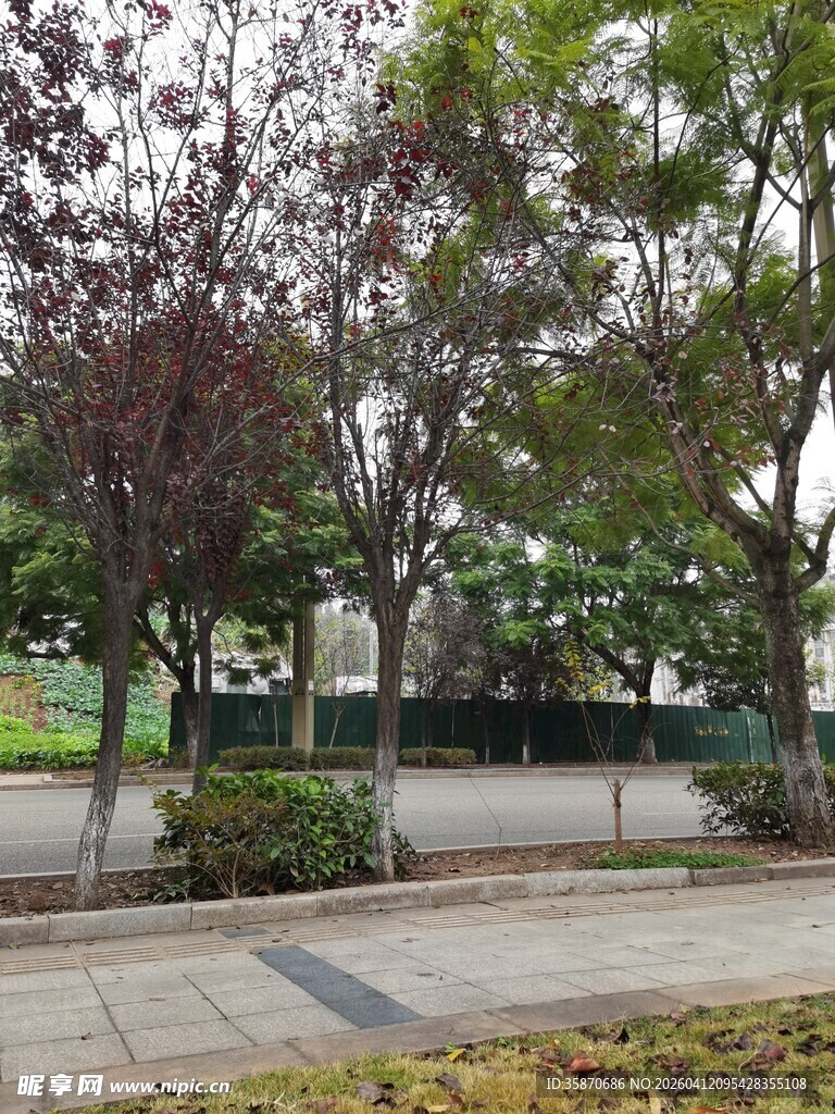 城市街边绿树景观