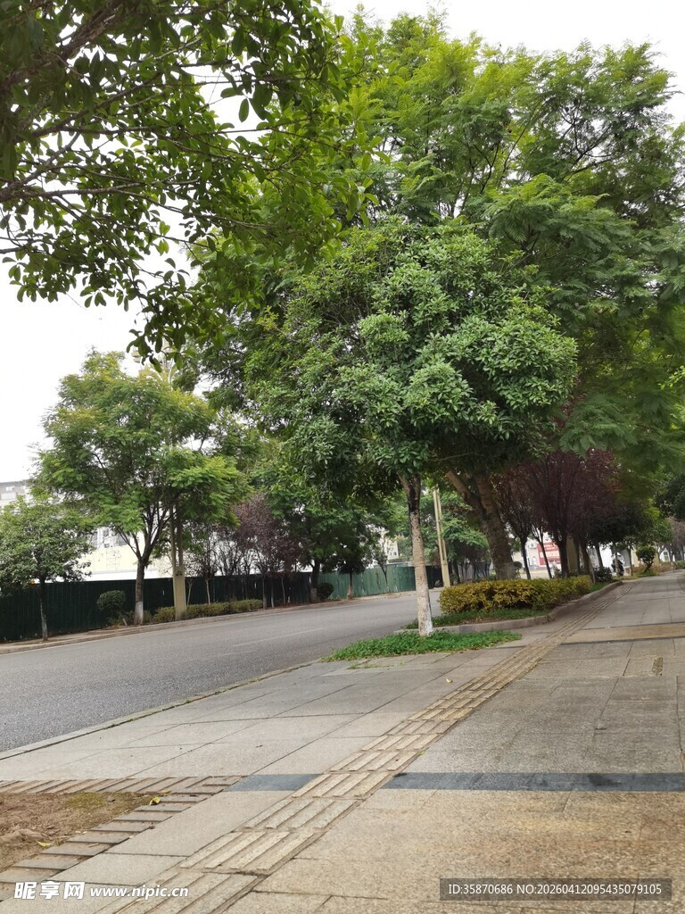 雨后林荫道的清新景致