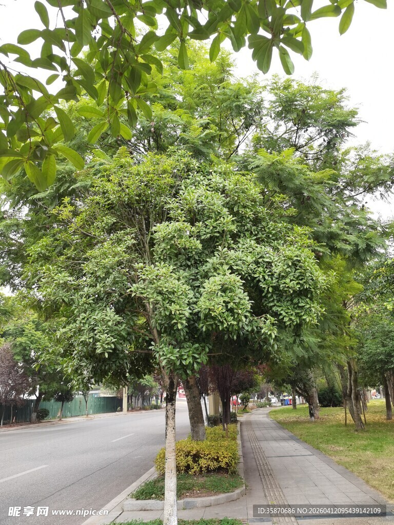 道路旁的葱郁绿树