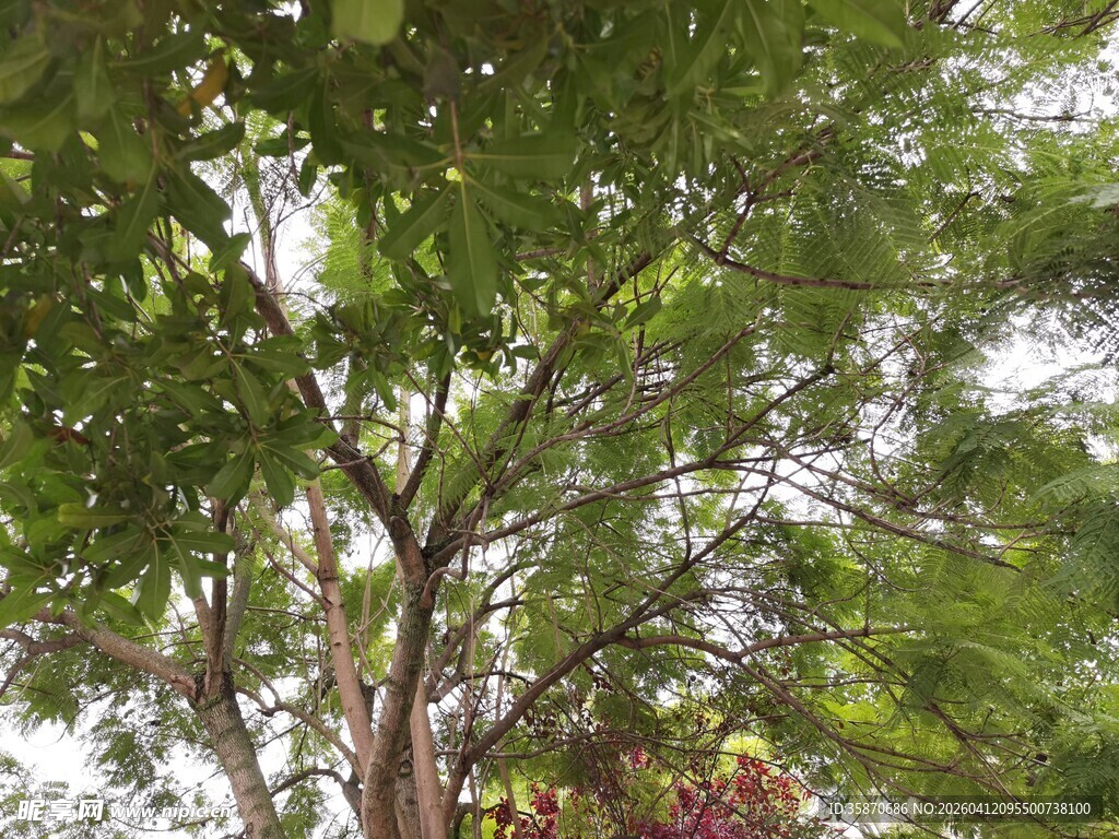 繁茂绿树展现自然生机