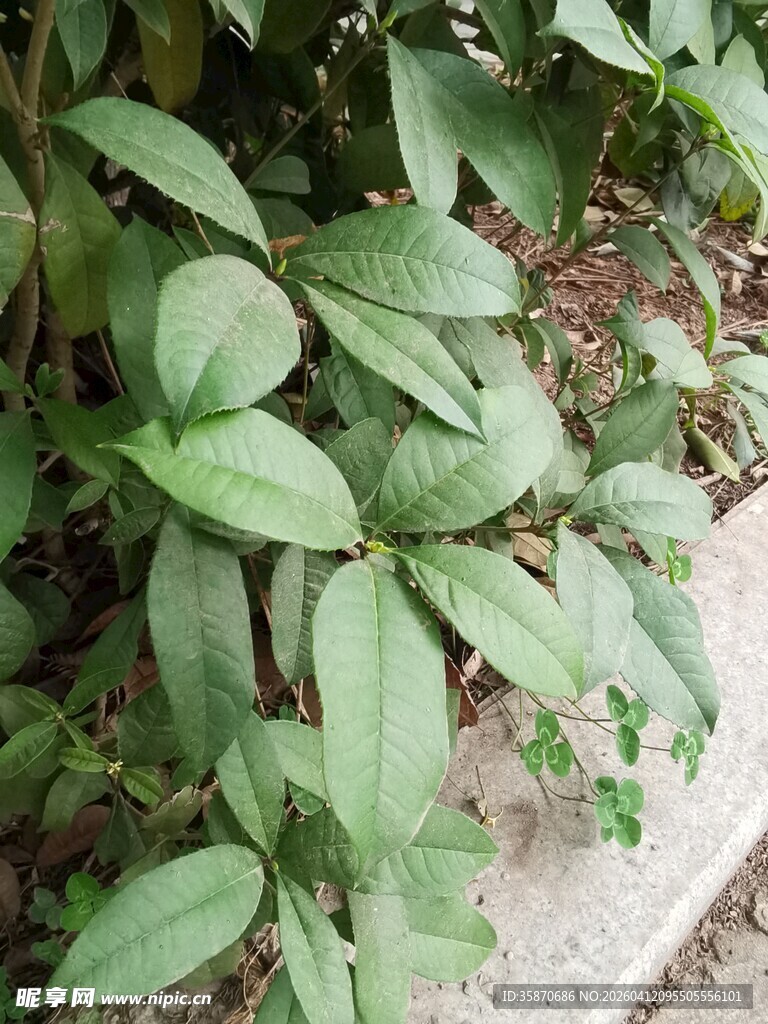 绿叶植物特写